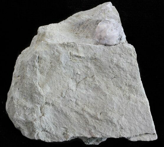 Blastoid (Pentremites) Fossil - Illinois #60119